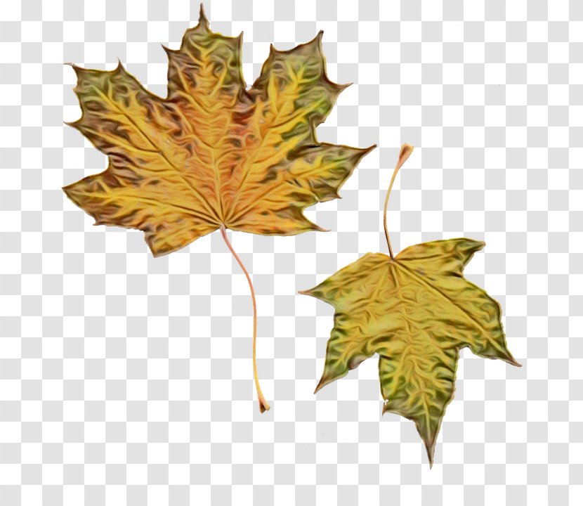 Autumn Leaves Watercolor - Ivy - Beech Grape Transparent PNG