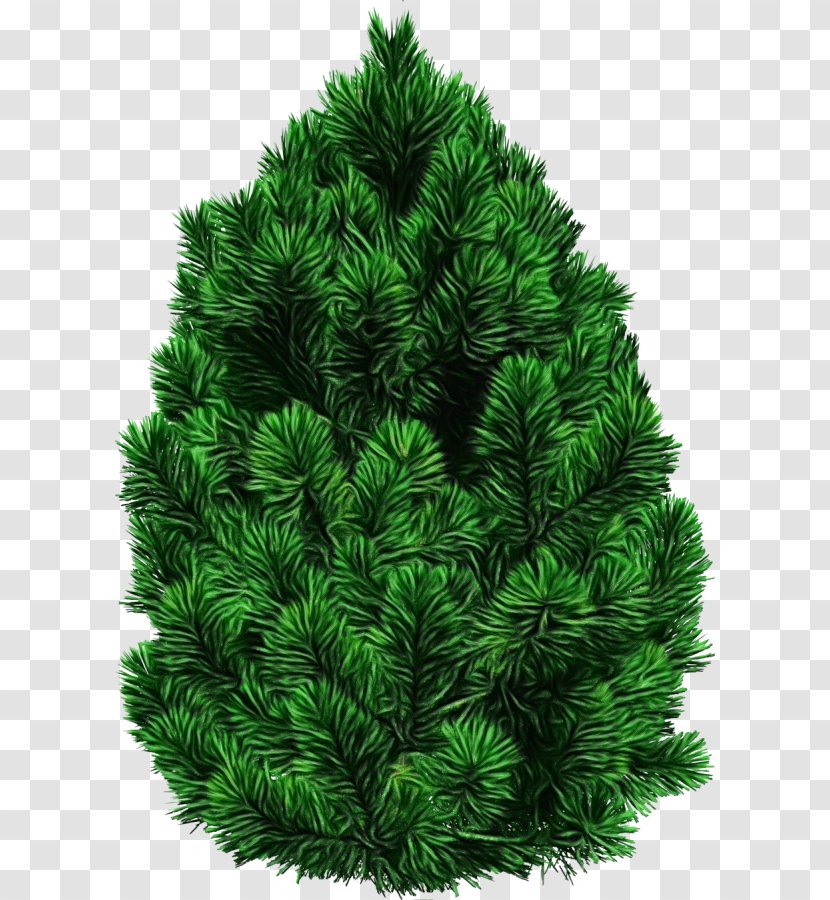Shortleaf Black Spruce Balsam Fir Columbian White Pine Colorado - Canadian - Oregon Transparent PNG