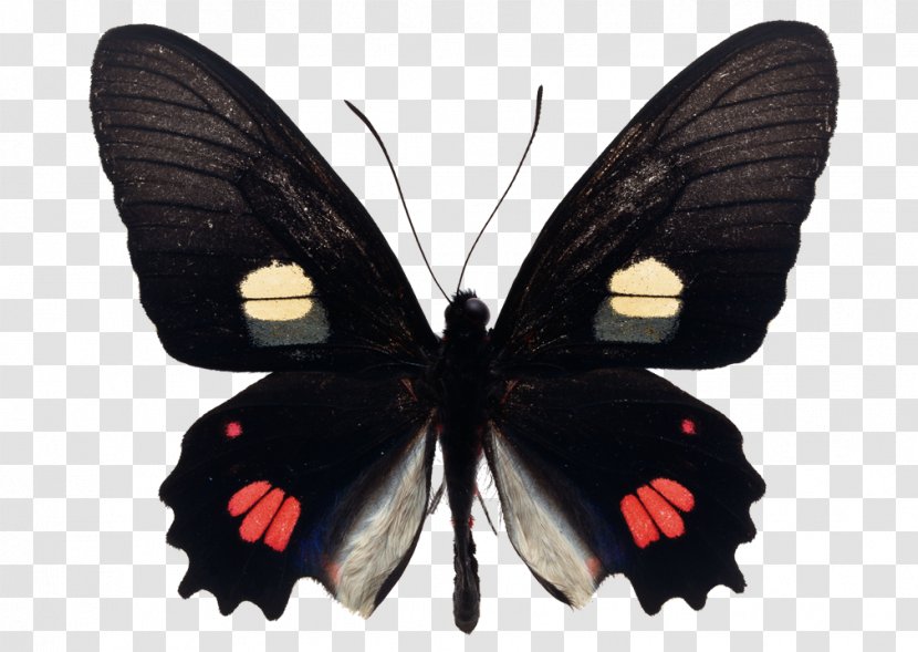 Butterfly Cattlehearts Parides Eurimedes - Photography Transparent PNG