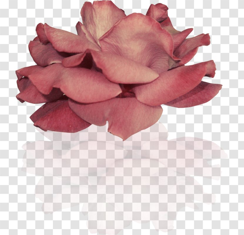 Garden Roses Cut Flowers Petal Pink M - Rose Transparent PNG