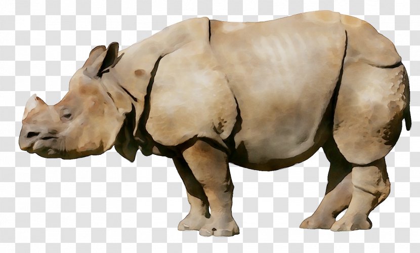 White Rhinoceros Bengali Language Video - Animal Figure Transparent PNG