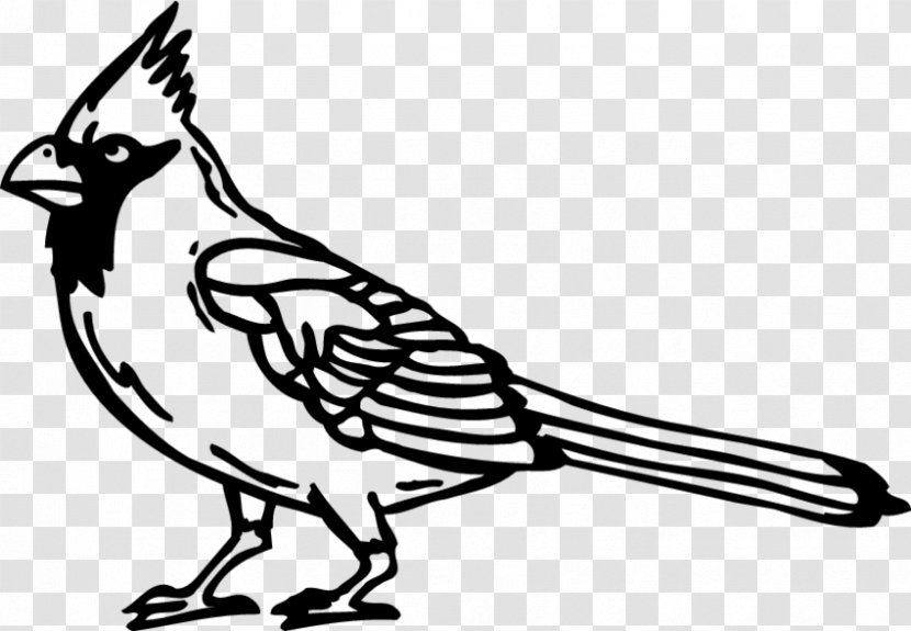 Beak Feather Line Art Cartoon Clip - Organism Transparent PNG