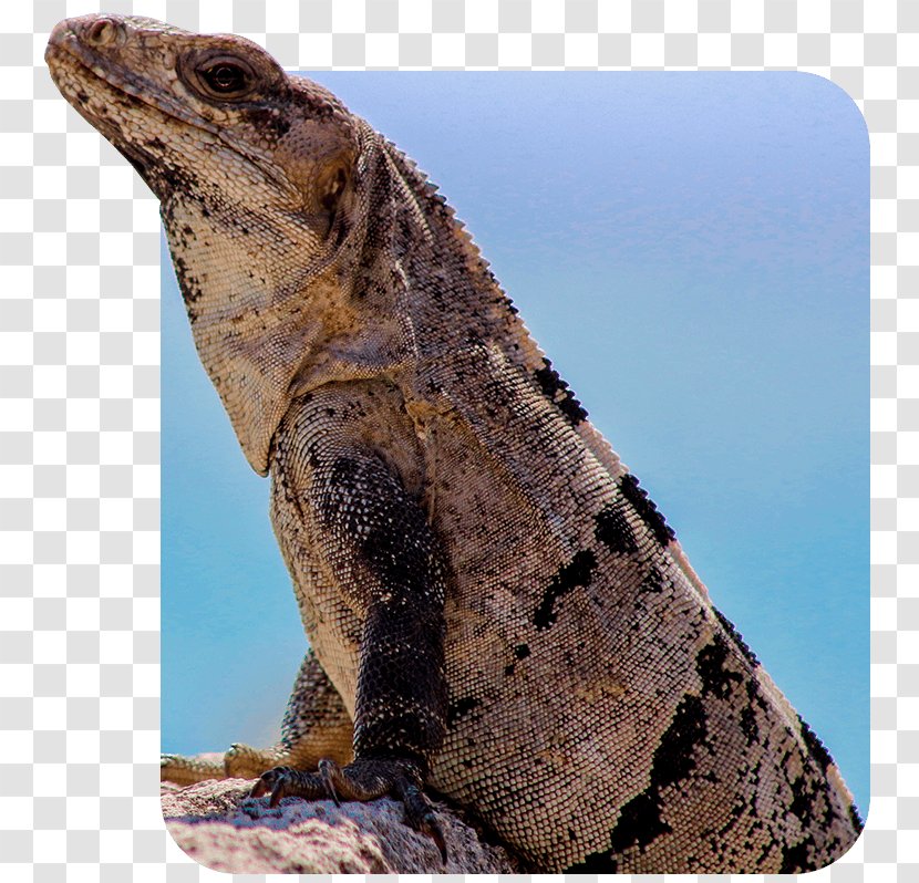 Common Iguanas Dragon Lizards Terrestrial Animal - Rock - Cancun Taxi Transparent PNG