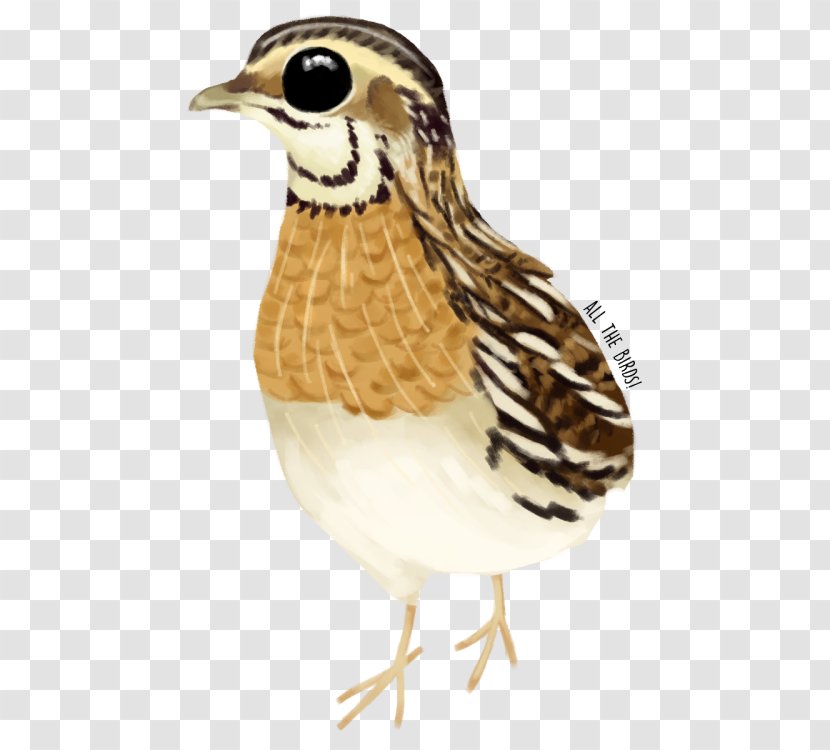 Bird Galliformes Beak Feather Animal - Quail Transparent PNG