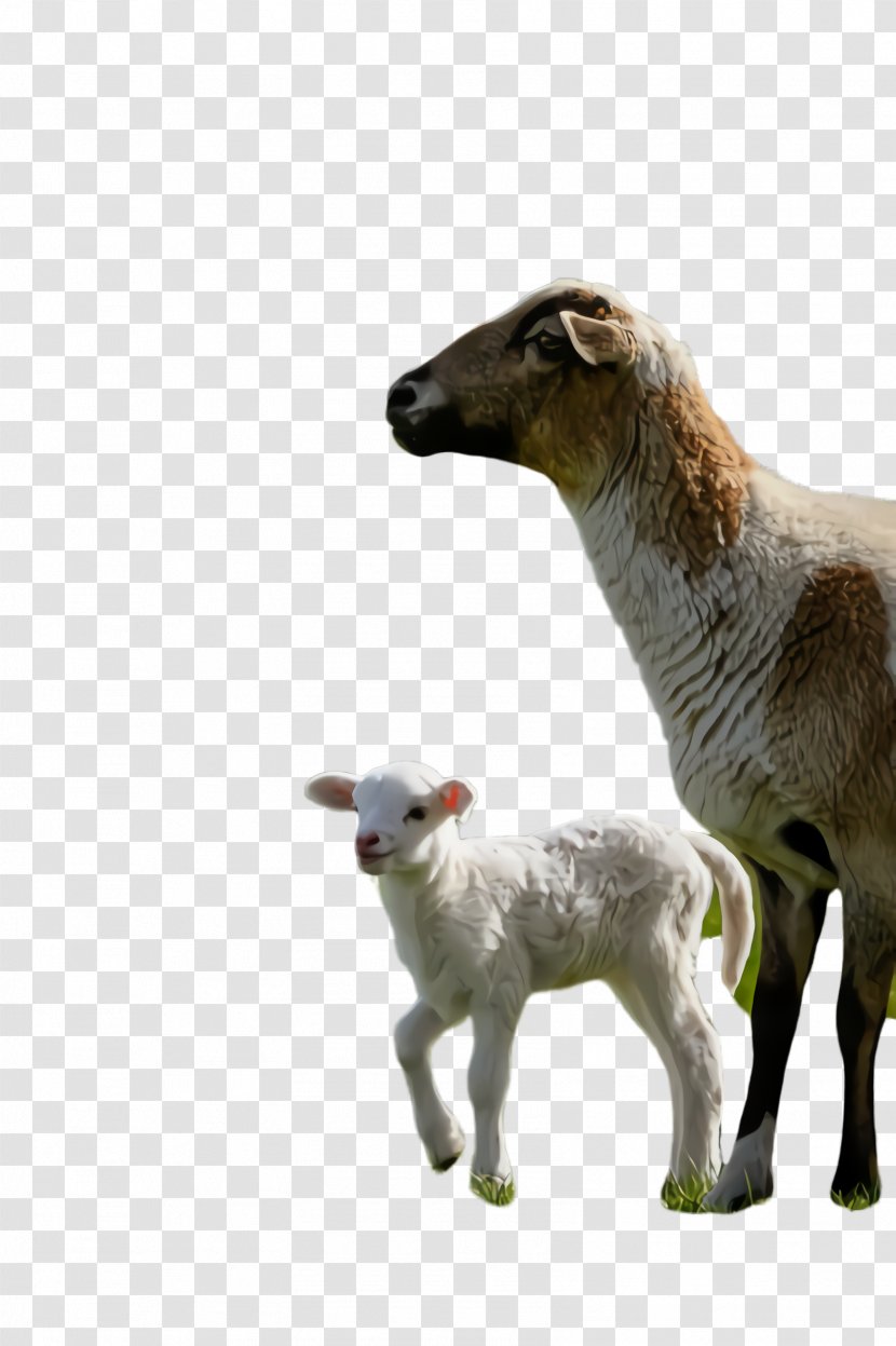 Eid Al Adha - Llama - Wildlife Cowgoat Family Transparent PNG