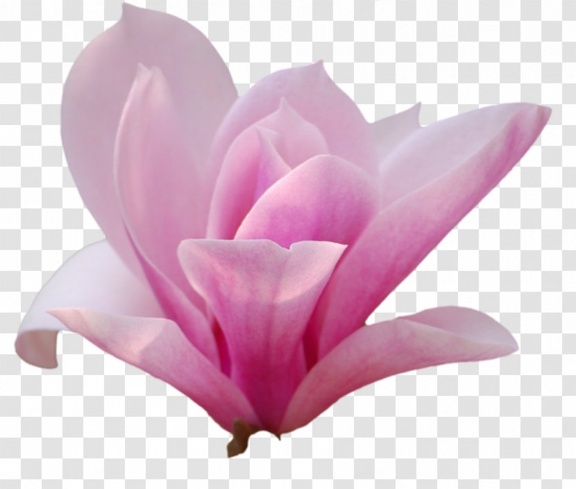Southern Magnolia Flower Family Tree Petal - Flowering Plant Transparent PNG