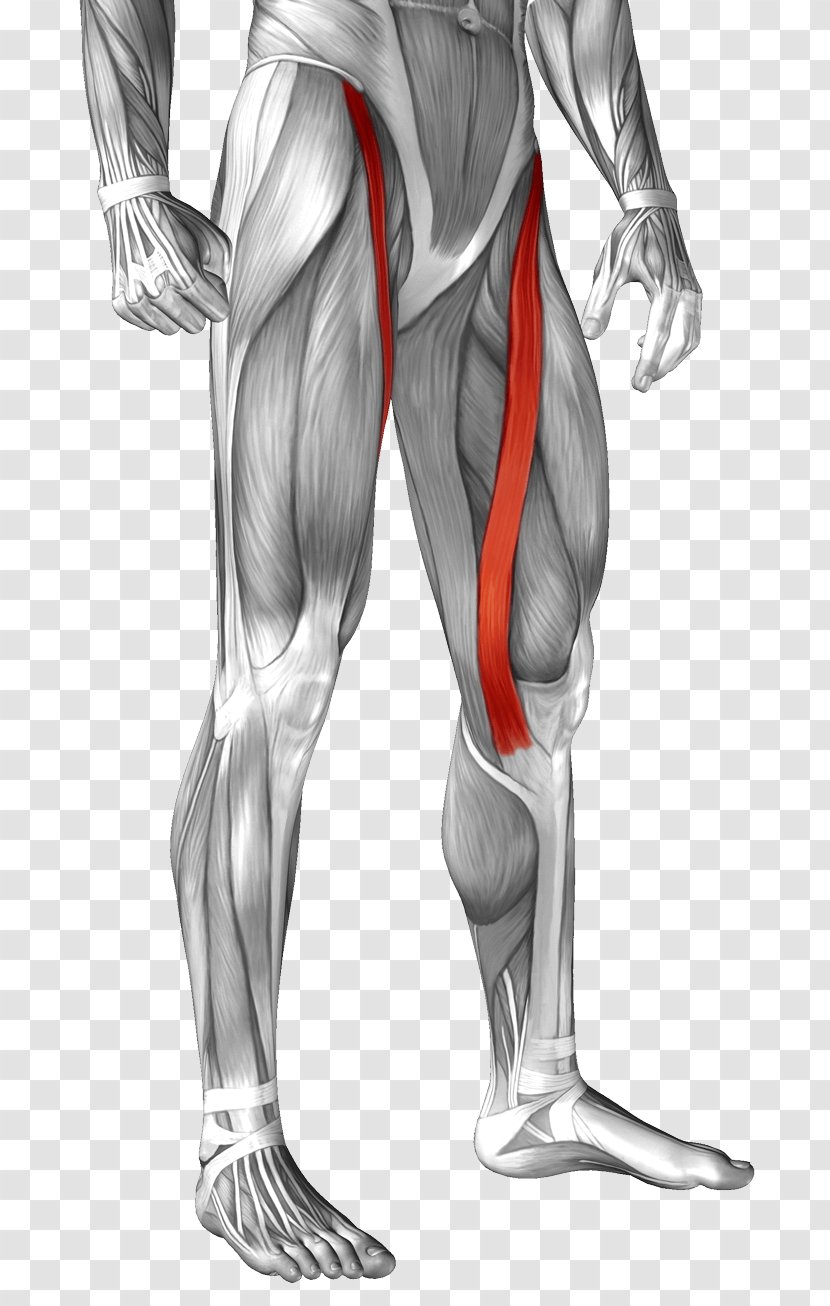 Sartorius Muscle Anatomy Rectus Femoris Human Body - Tree Transparent PNG
