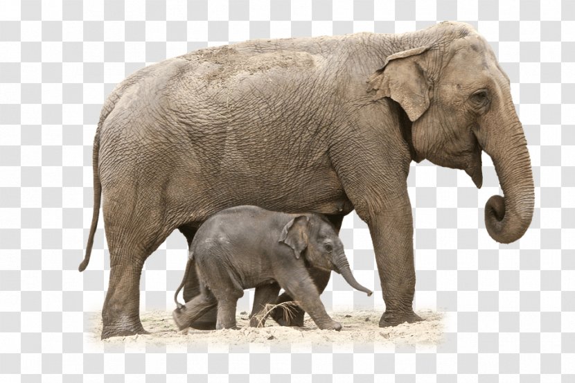 African Bush Elephant Asian Clip Art - Forest Transparent PNG