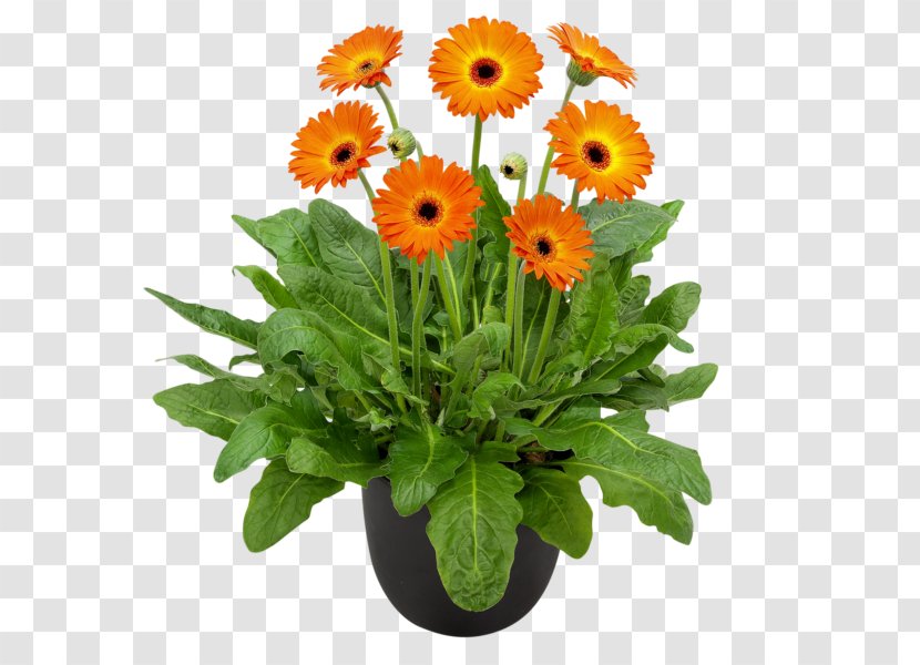 Gardening Flower Hardy Gerbera Garvinea Sweet Collection Plants Transparent PNG