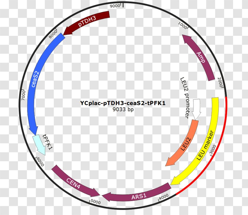 Vector International Genetically Engineered Machine Plasmid Bicycle Wheels PGK1 - Text - Chinese Team Transparent PNG