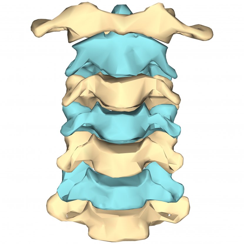 Cervical Vertebrae Human Vertebral Column Neck - Spinal Cord - Skeleton Transparent PNG