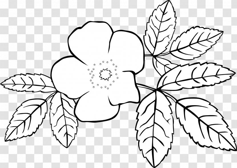 Coloring Book Flower Jasminum Grandiflorum Officinale - Visual Arts - Rose Outline Transparent PNG