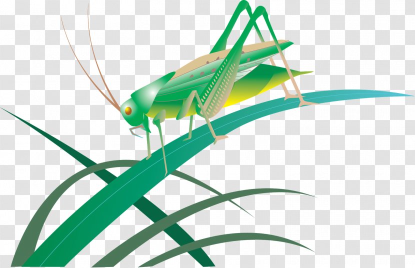 Insect Grasshopper Great Green Bush-cricket Bush Crickets - Pest Transparent PNG