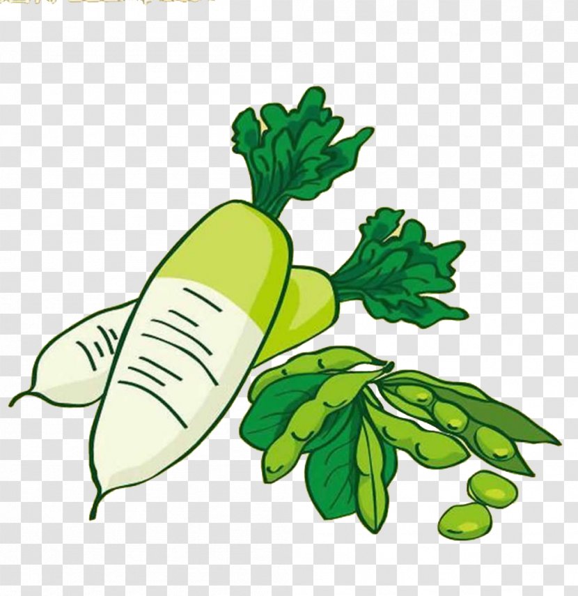 Edamame Vegetable Radish Food Bean - Chinese Cabbage - Peas Transparent PNG