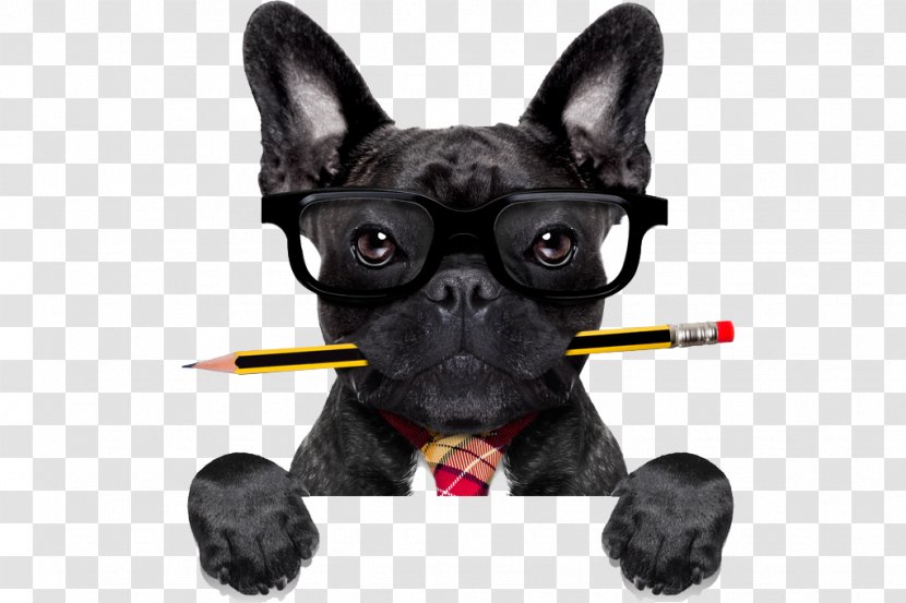 Pet Sitting French Bulldog Stock Photography - Non Sporting Group Transparent PNG