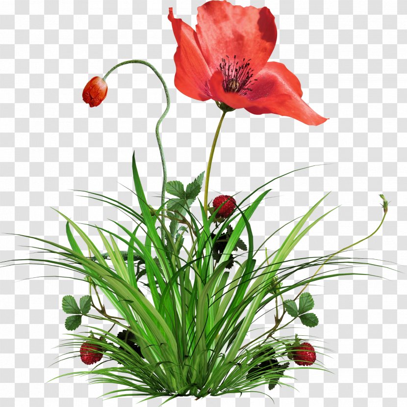 Flower Plant Poppy Clip Art - Transvaal Daisy Transparent PNG