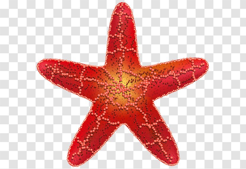 Starfish Red Star Symbol Polygons In Art And Culture Transparent PNG
