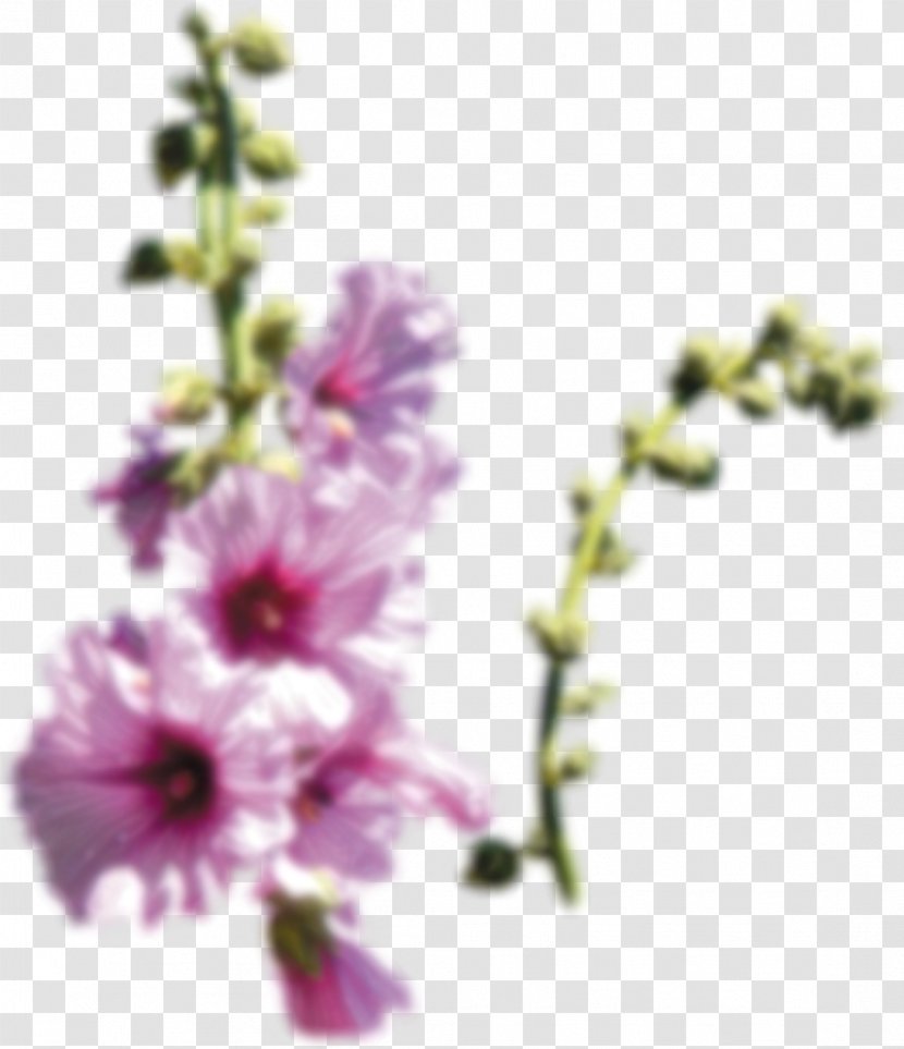 Floral Design Cut Flowers Mallows Plant Stem - Flower Transparent PNG