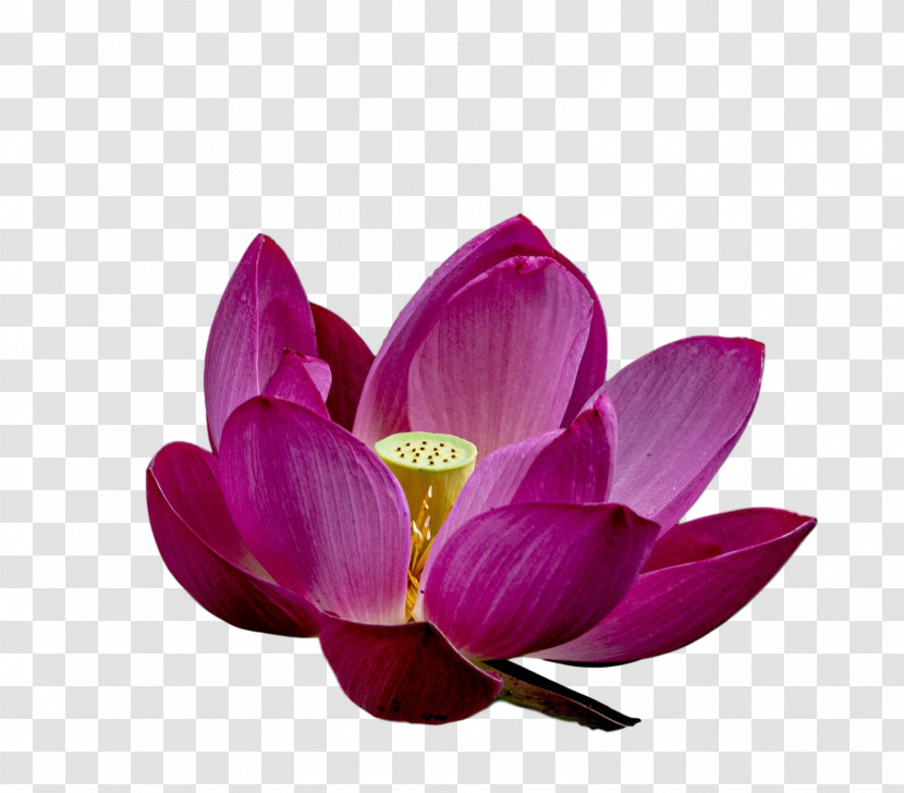 Lotus Flower Summer Flower Transparent PNG