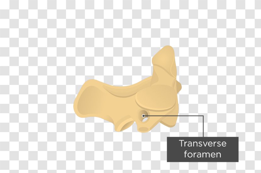 Axis Vertebral Column Anatomy Atlas Cervical Vertebrae - Thumb - Backsheet Transparent PNG