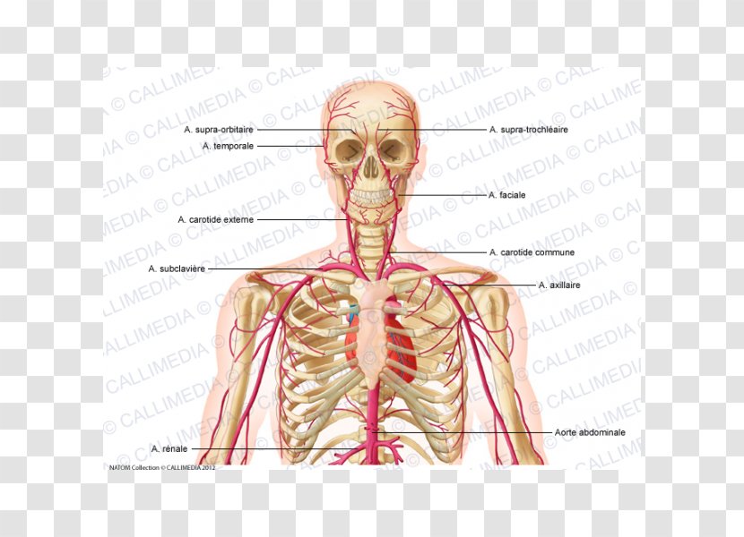 Neck Supratrochlear Artery Common Carotid External - Heart - 360 Degrees Transparent PNG