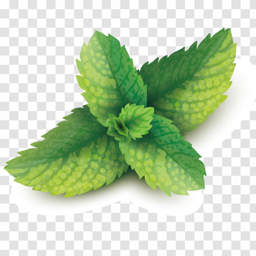 Peppermint Mentha Spicata Leaf - Herbalism - Vector Mint Leaves Transparent PNG