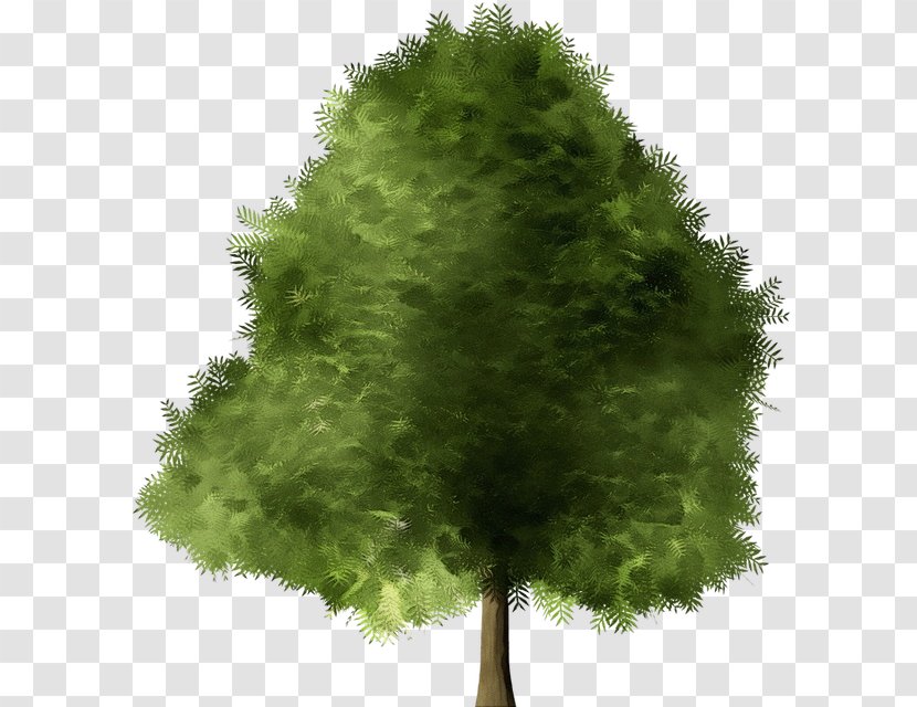 Red Maple Tree - Leaf - Pine Family Lodgepole Transparent PNG
