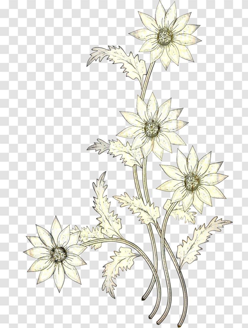 Floral Design Cut Flowers Chrysanthemum Plant Stem Pattern - Flannel Flower Transparent PNG