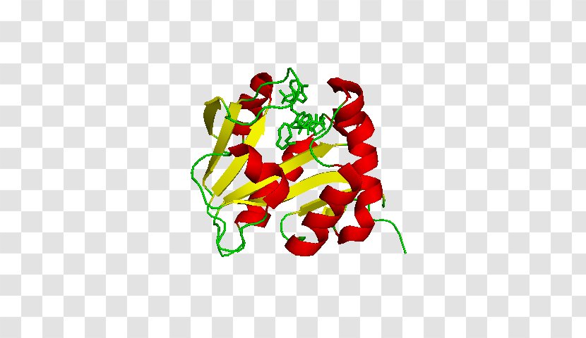 Aralkylamine N-acetyltransferase Choline Acetyltransferase Serotonin - Nacetyltransferase Transparent PNG