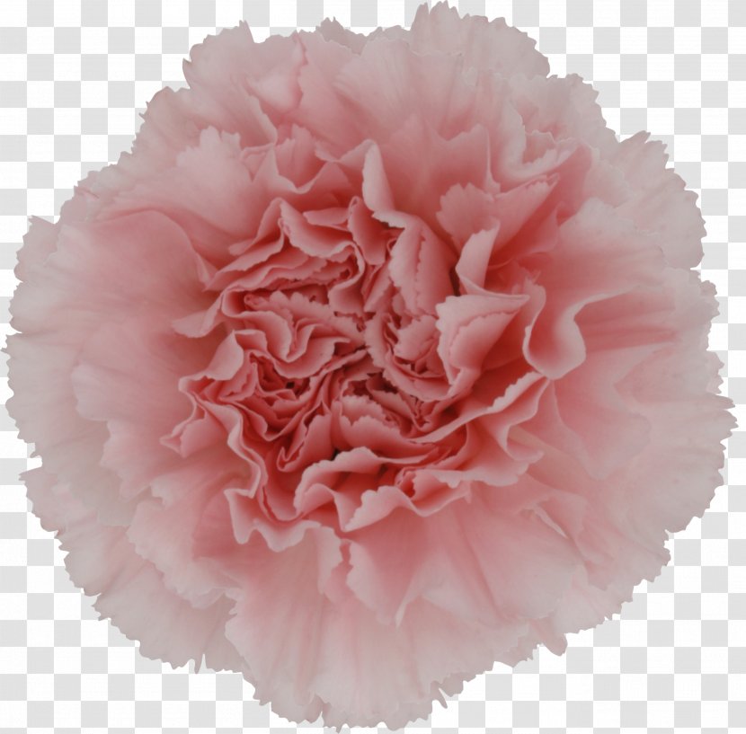 Carnation Cut Flowers Pink Lily Of The Nile - Flower Transparent PNG