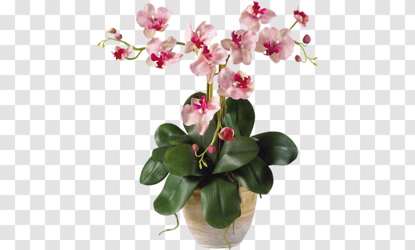 Moth Orchids Cut Flowers Plant Stem - Flower Transparent PNG