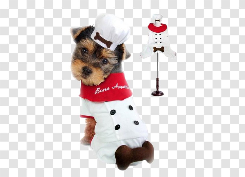 Dachshund Puppy Costume Chef Pet - Designerhunder - Doctor Dog Transparent PNG