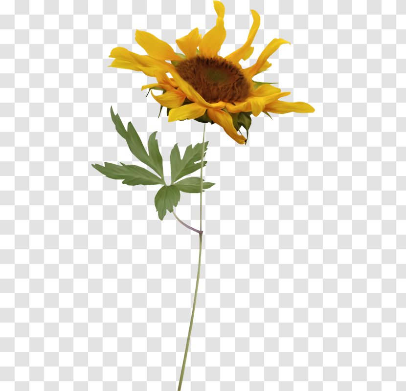 Common Sunflower PhotoScape Blog - Plant - Girasoles Transparent PNG