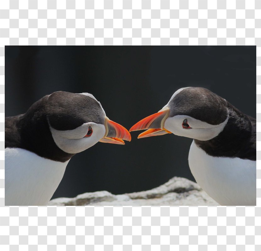 Puffin Penguin Beak Neck Animal - Hulary Poster Transparent PNG