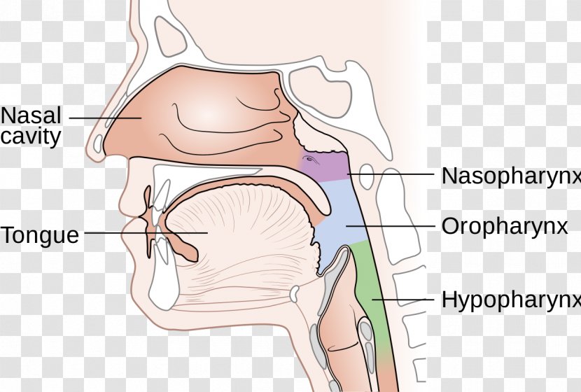 Nasopharynx Cancer Nasal Cavity Nose Diagram - Cartoon Transparent PNG