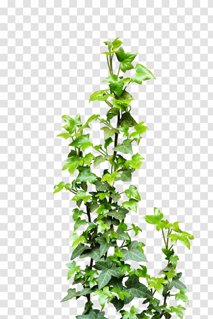 Ivy Vine Plant Clip Art - Flower Transparent PNG