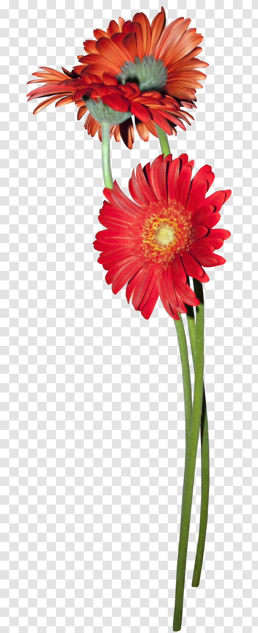 Cut Flowers Transvaal Daisy Clip Art - Red - Flower Transparent PNG
