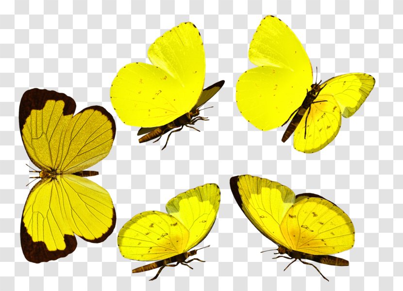 Clouded Yellows Monarch Butterfly Gossamer-winged Butterflies Brush-footed Transparent PNG