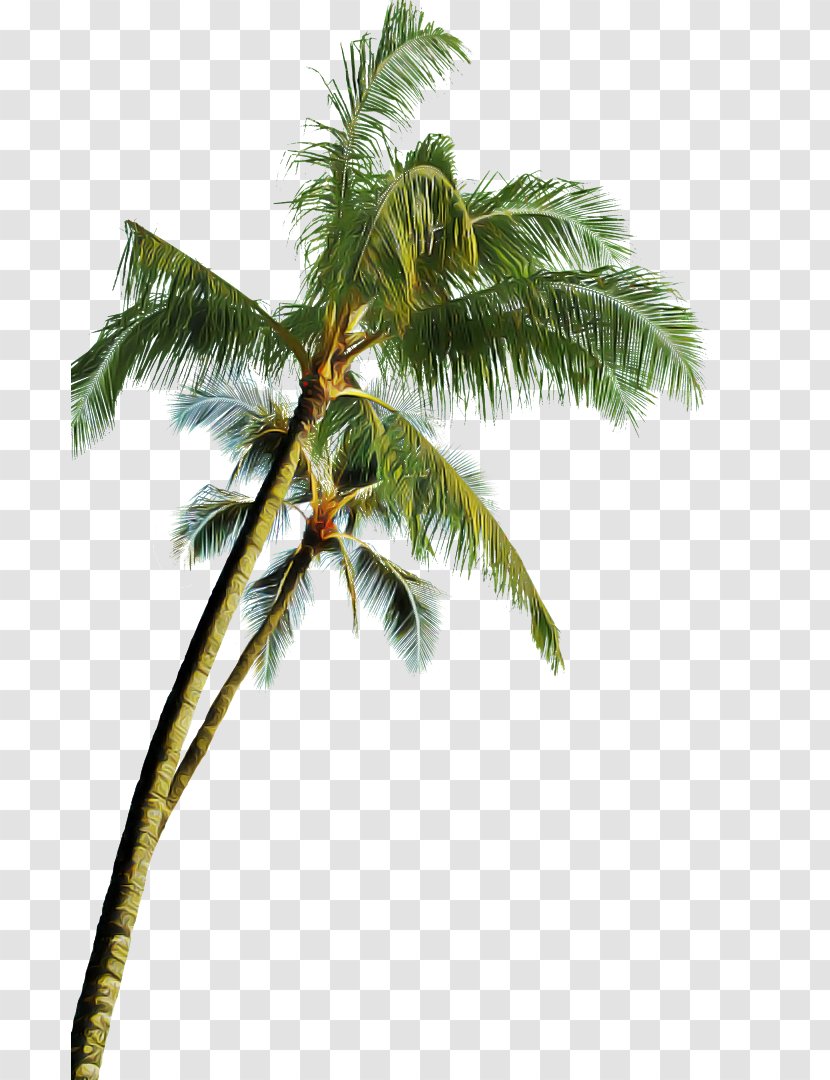 Palm Tree - Plant - Roystonea Borassus Flabellifer Transparent PNG