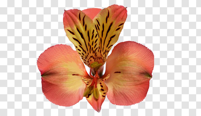Lily Of The Incas Trilogy Floral Cut Flowers Copyright Rights - King Spider Orchid Transparent PNG