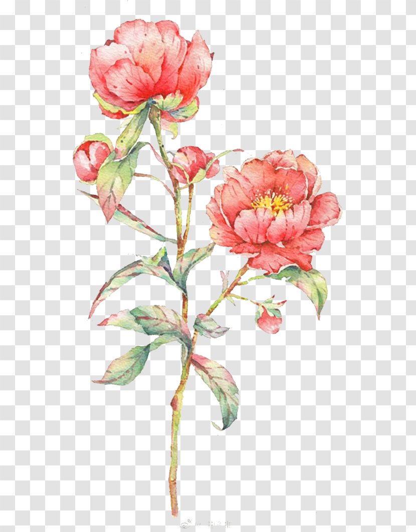 Watercolor: Flowers Watercolor Painting Centifolia Roses - Floral Design Transparent PNG