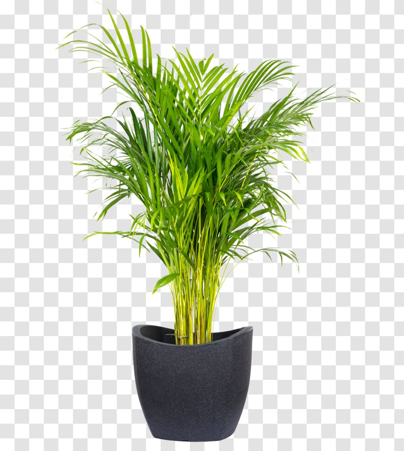 Areca Palm Houseplant Flowerpot Flower Box Spineless Yucca - Tree - Dypsis Lutescens Transparent PNG