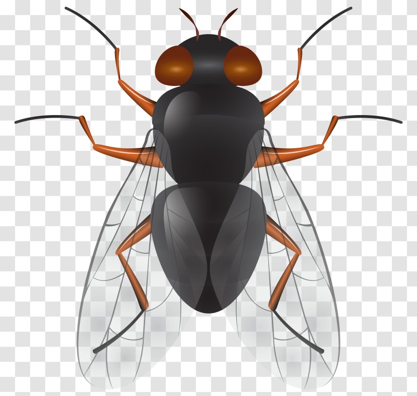 Insect Clip Art Vector Graphics Image - Logo Transparent PNG