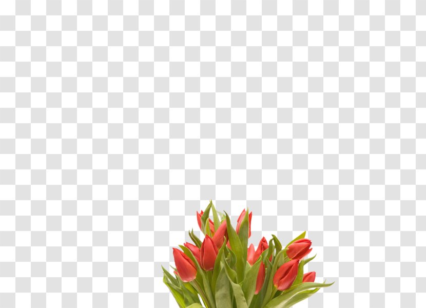 Tulip Flower Bouquet Desktop Wallpaper Transparent PNG