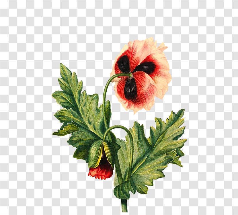 Flower Drawing Poppy - Violet Family Transparent PNG