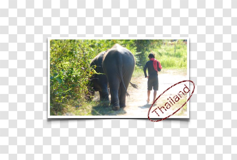 Indian Elephant African Wildlife Safari Fauna Transparent PNG