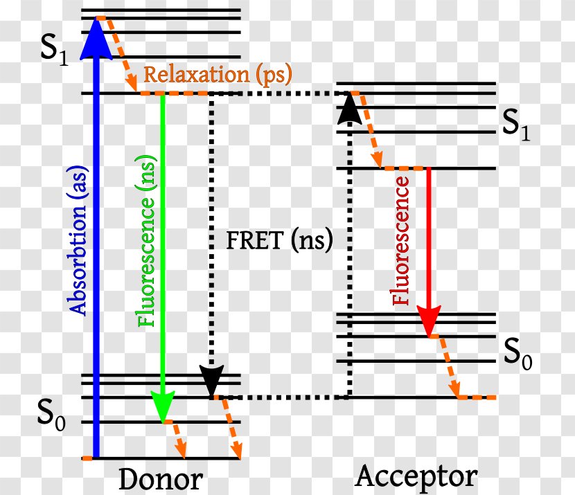 Förster Resonance Energy Transfer Fluorescence Jablonski Diagram - Luminescence Transparent PNG