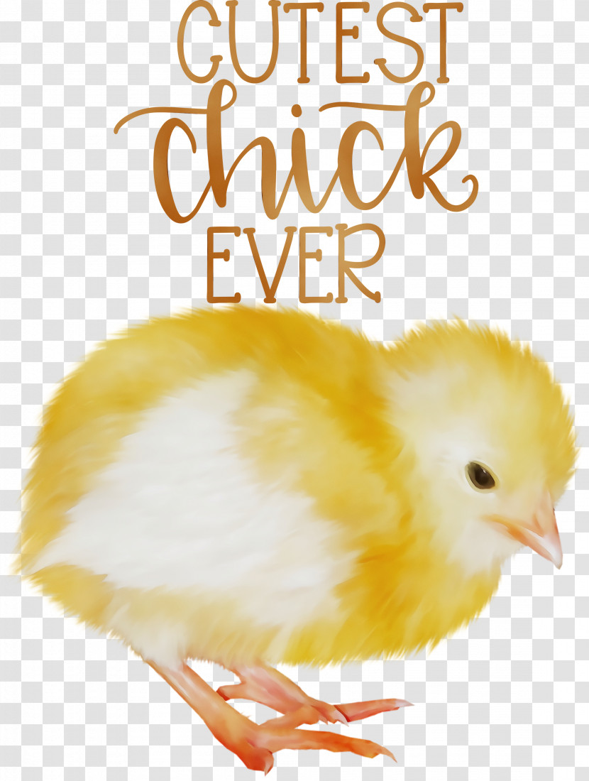 Landfowl Chicken Meter Beak Font Transparent PNG