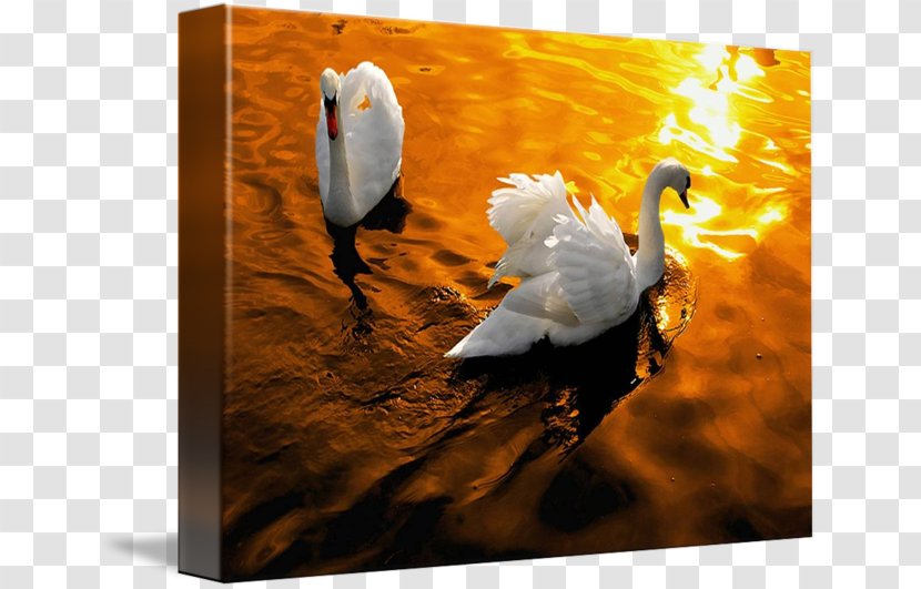 Cygnini Light Golden Hour Duck - Beak Transparent PNG