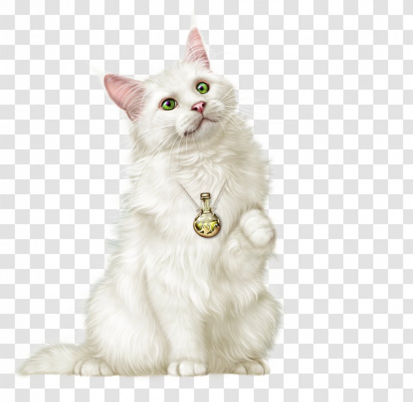 Kitten Whiskers Turkish Van Angora Asian Semi-longhair - Cat Transparent PNG